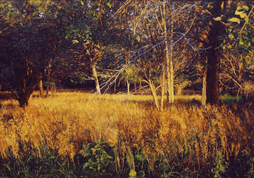 entering woods at sunset