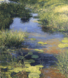light play on a marsh