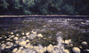 clear water