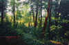 August Woods