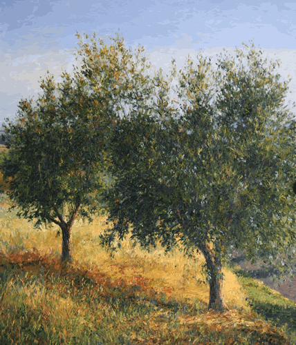 olive trees