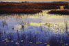marsh sky