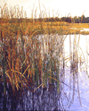 narrow marsh