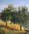 olive trees